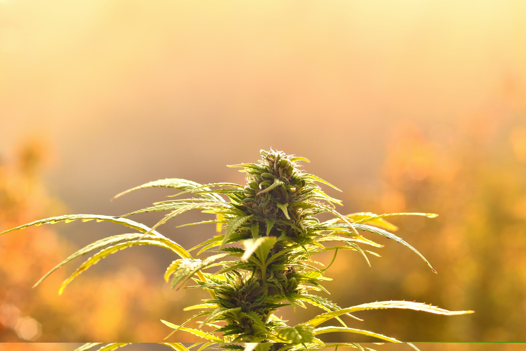 Cannabis bud, lit by warm early morning light