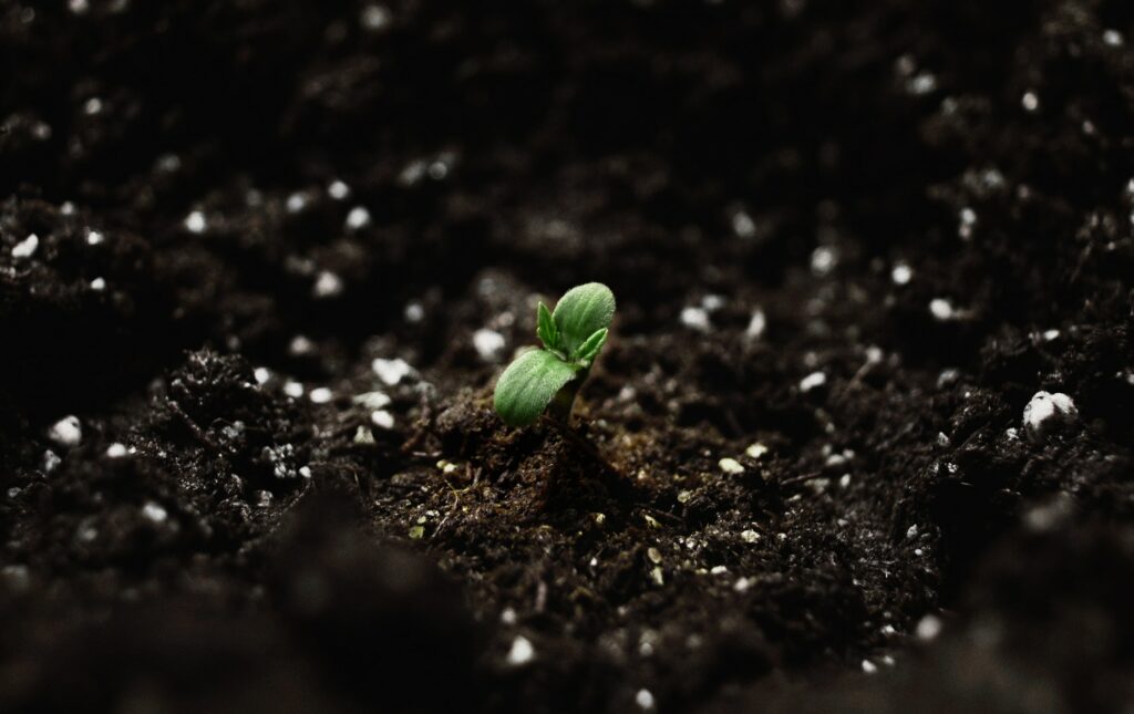 sprout growing in soil